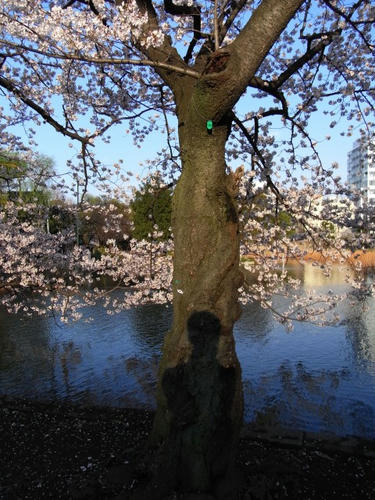 桜と共に