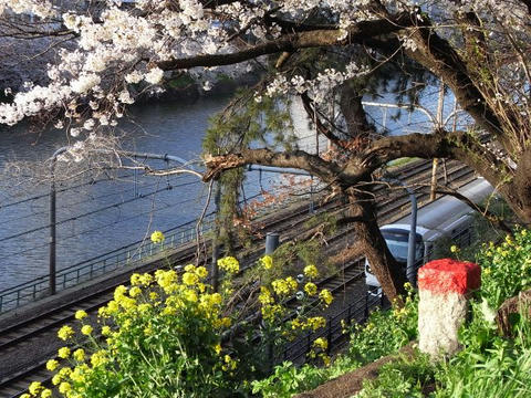 桜と中央線