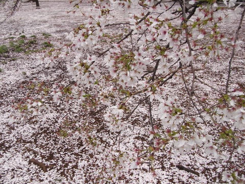 桜
