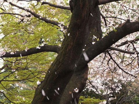 桜吹雪""