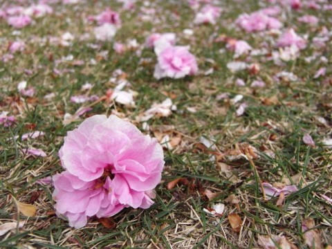 八重桜