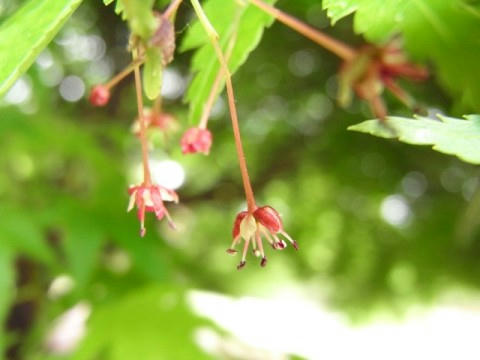 モミジの花