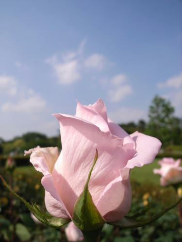 薔薇のキス