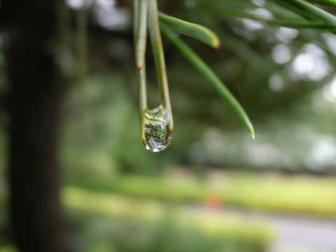 松の箸