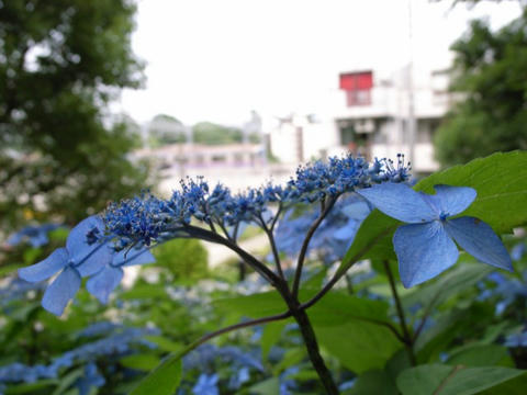 七変化
