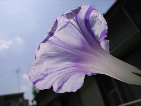 朝顔