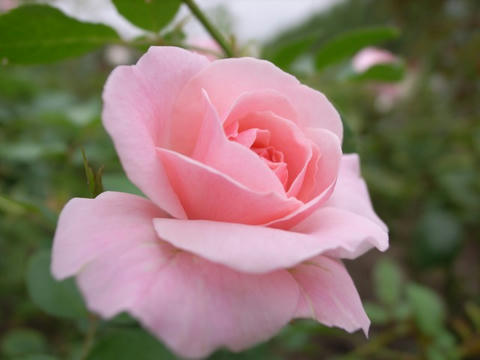 晩夏の薔薇