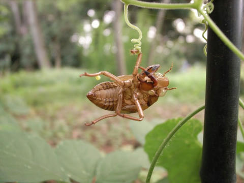 アクロバット