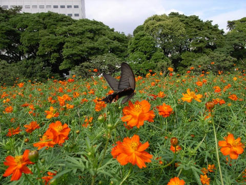 花と戯れて