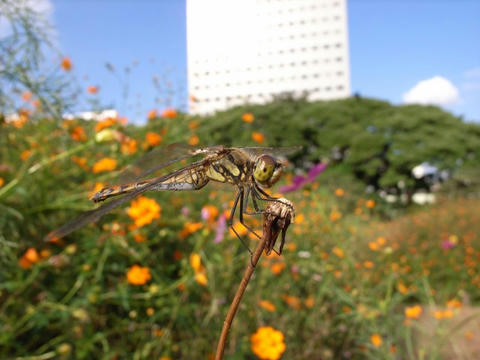 赤とんぼ