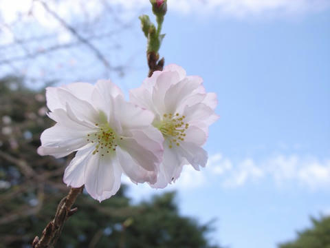 十月桜