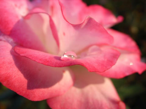 薔薇の上にキラリ