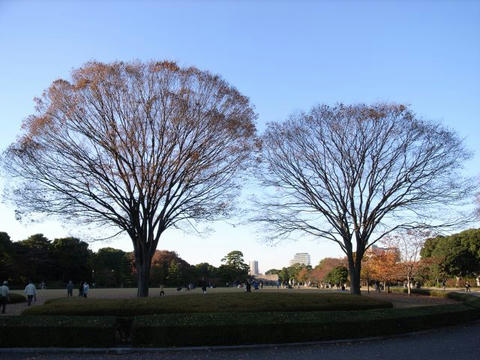 手を取る木