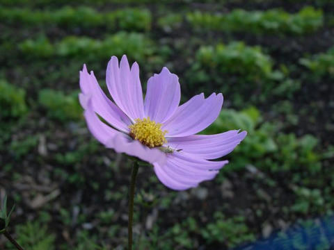 咲き遅れたコスモス