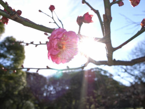 梅の花