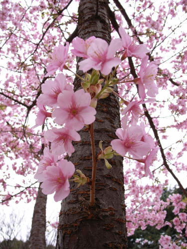 河津桜