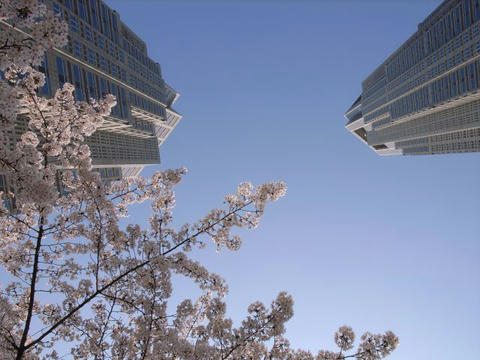 桜を見上げたら