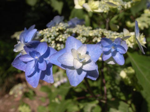 紫陽花色付いて