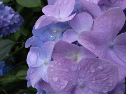 紫陽花に