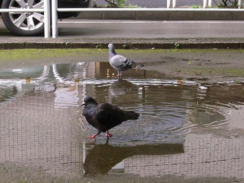 水たまり