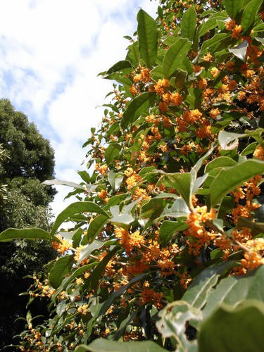 金木犀に誘われて