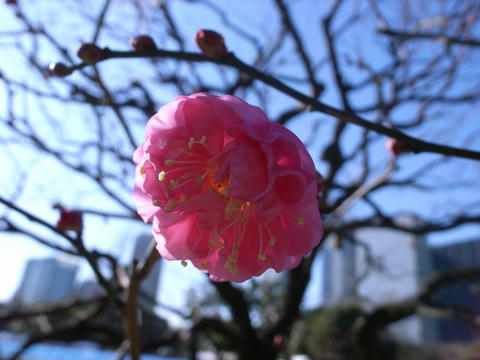 梅ほころんで