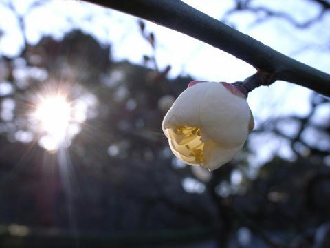 梅に寄り添って