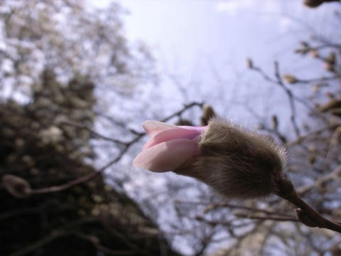 シデコブシの花