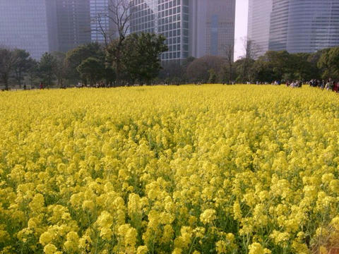 菜の花畑
