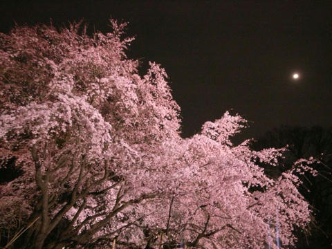 夜桜に月
