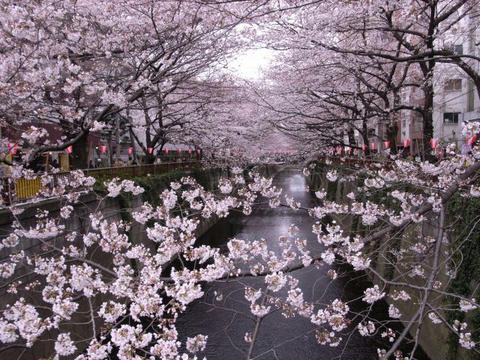 桜のアーチ