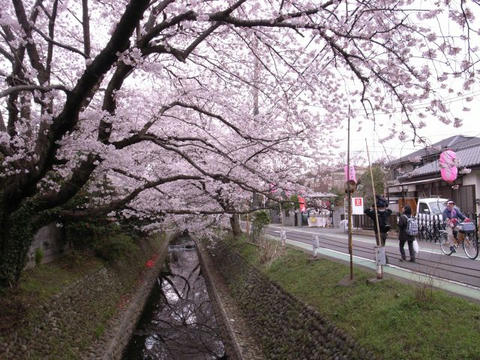 桜の木の下に