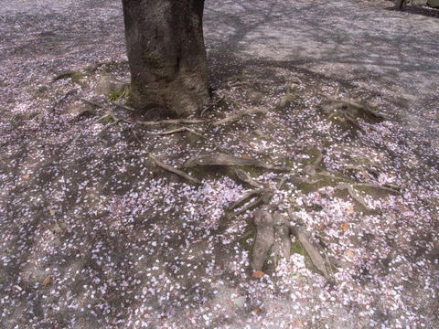 桜、散り敷いて