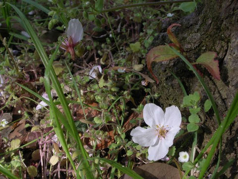 散り桜