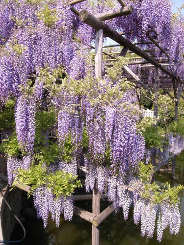 藤の花