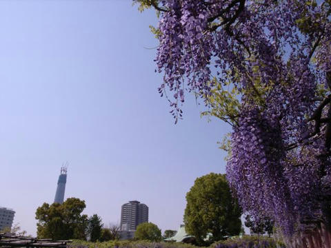 フジとスカイツリー