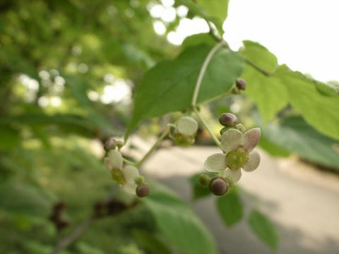 ツリバナ