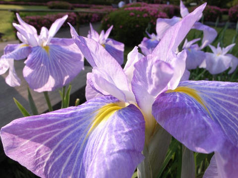 花菖蒲