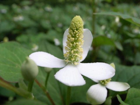 ドクダミの花