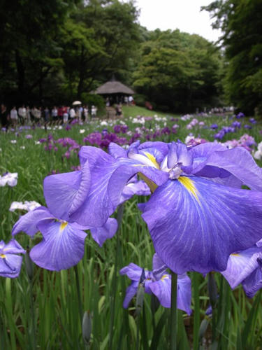 花菖蒲