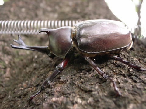 カブトムシ