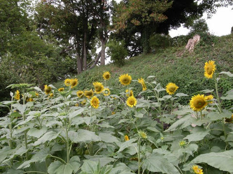 はるかのひまわり