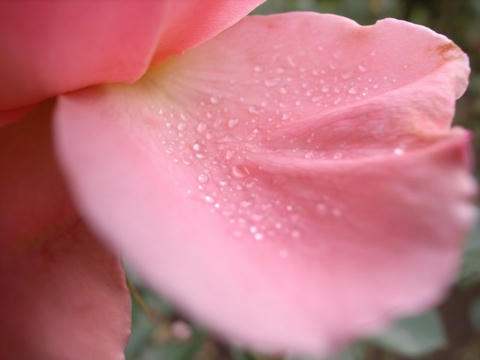 雨滴をたたえて