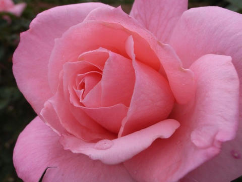 ピンクの薔薇