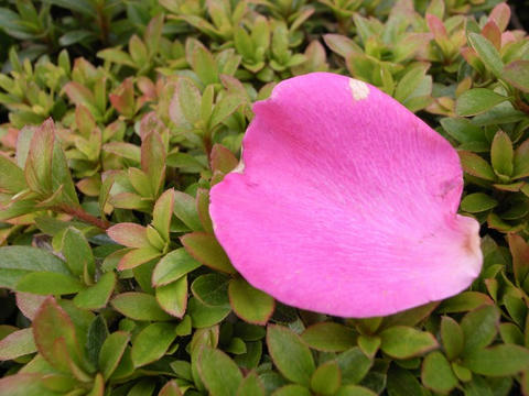 花びら散って