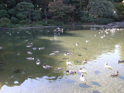 カモ飛来