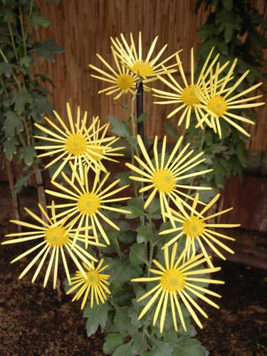 野の花火