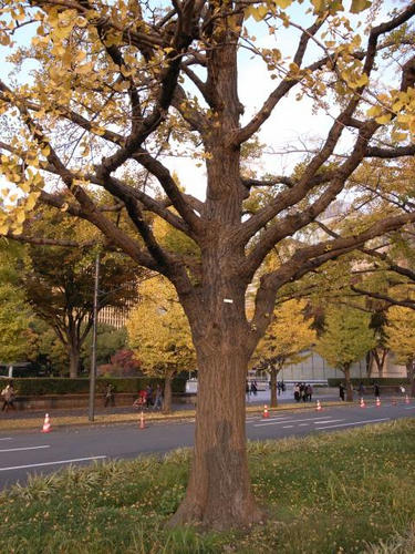 銀杏の木に