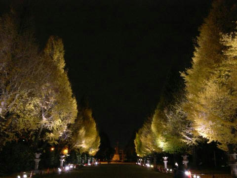 黄葉夜景