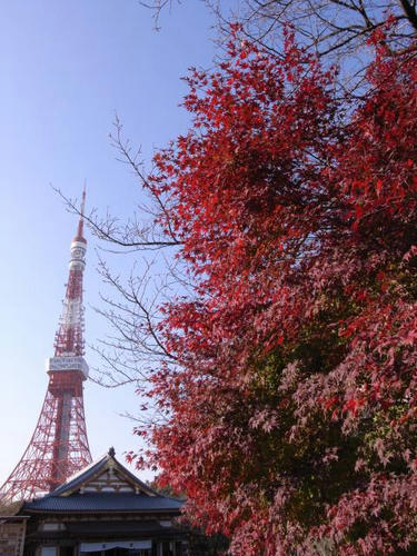 モミジと東京タワー